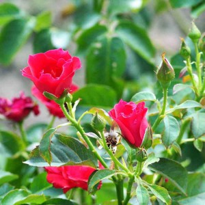供应耐寒四季玫瑰价格 落叶灌木四季玫瑰基地种植