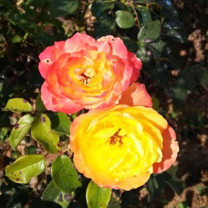 基地直销四季玫瑰 绿化专用四季玫瑰
