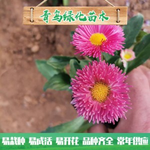 大量批发种植雏菊 优质雏菊小苗批发价格