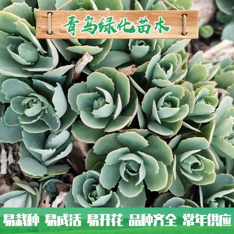 青州花卉苗木基地直供八宝景天 八宝景天批发价格