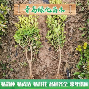 青州绿化苗木种植基地直供20-40公分小叶黄杨 优质小叶黄杨批发价格