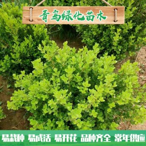 青州绿化苗木种植基地直供20-40公分小叶黄杨 优质小叶黄杨批发价格