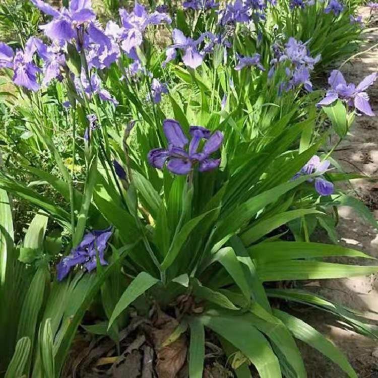 鸢尾种植基地 鸢尾小苗批发价格 常绿水生植物鸢尾供应