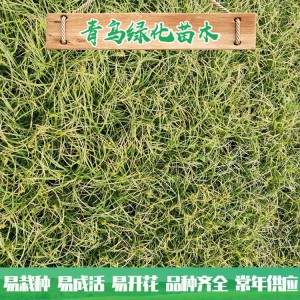 青州花卉苗木基地直供青绿苔草 观赏草品种 青绿苔草批发价格