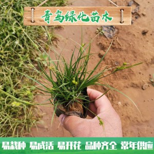 青州花卉苗木基地直供青绿苔草 观赏草品种 青绿苔草批发价格
