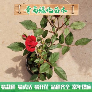 青州玫瑰基地直销微型玫瑰 四季玫瑰 绿化工程用微型玫瑰批发价格
