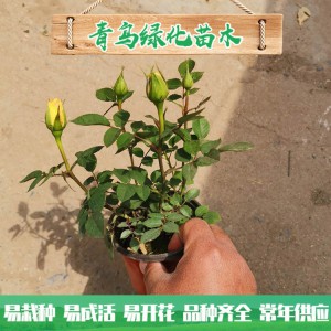 青州玫瑰基地直销微型玫瑰 四季玫瑰 绿化工程用微型玫瑰批发价格