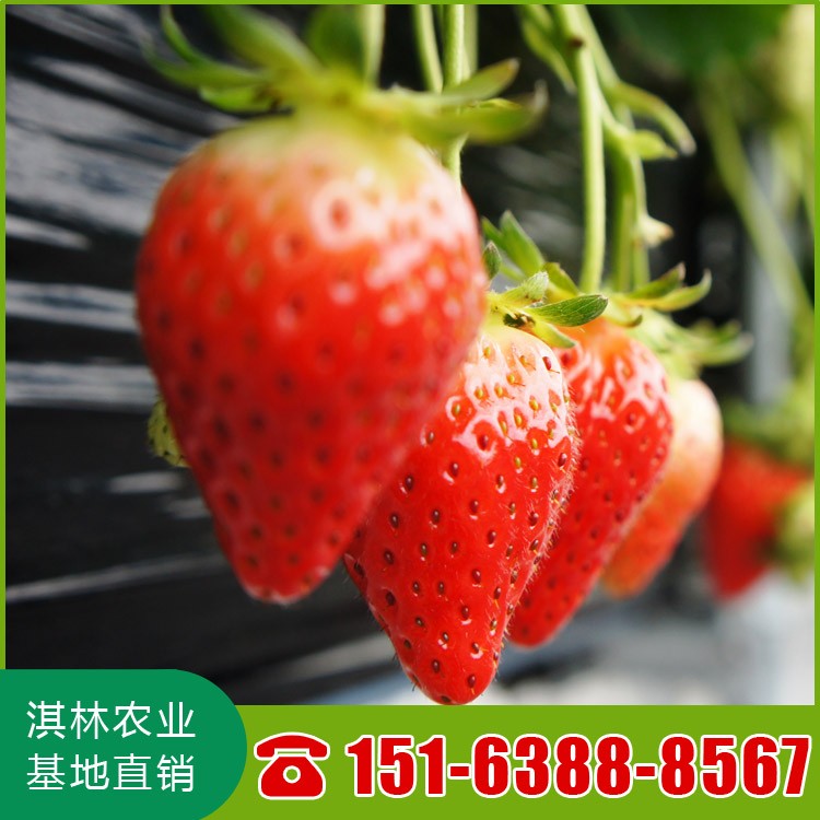 法兰地草莓 草莓苗批发 泰安草莓苗 厂家直销草莓苗