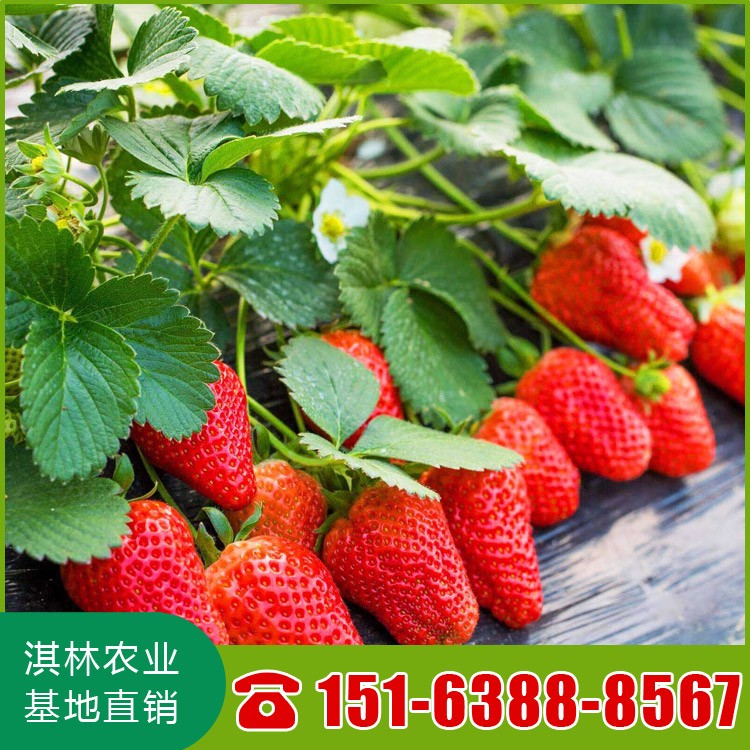 甜查理草莓苗基地批发 草莓苗价格 长期出售草莓苗