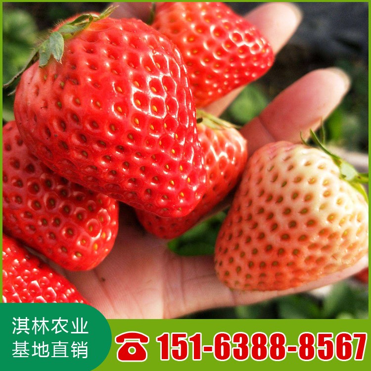 红颜草莓苗 根系好价格低 批发红颜草莓苗 泰安草莓苗基地 品种齐全