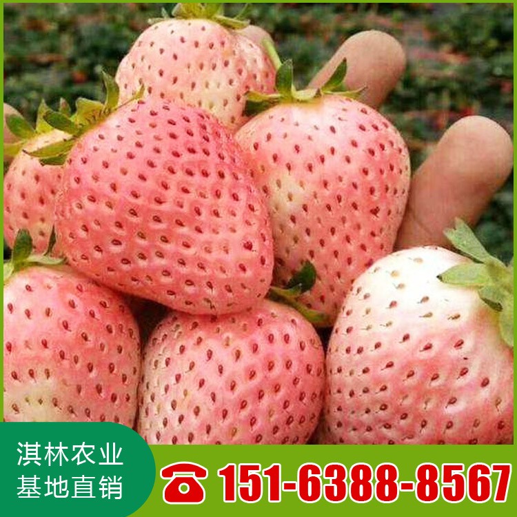桃熏草莓苗 量大优惠 基地直销 雪里香草莓苗 淡雪草莓苗