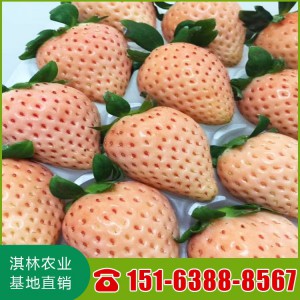 桃熏草莓苗 量大优惠 基地直销 雪里香草莓苗 淡雪草莓苗