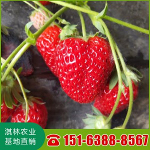 圣安德瑞斯草莓苗 草莓苗量大优惠 蒙特瑞草莓苗 圣诞红草莓苗 基地直销品种齐全