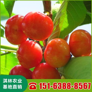 山东供应黄蜜大樱桃苗 适合南北方种植 厂家销售多种樱桃品种