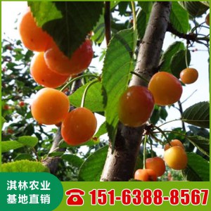 山东供应黄蜜大樱桃苗 适合南北方种植 厂家销售多种樱桃品种