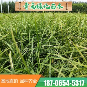 青绿苔草种植批发 优质观赏草品种 青州花卉苗木基地直供