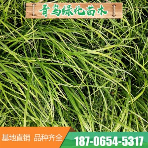 青绿苔草种植批发 优质观赏草品种 青州花卉苗木基地直供