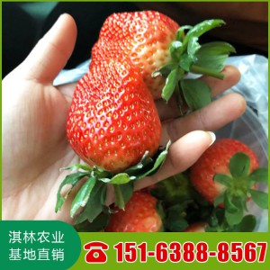 山东草莓苗基地 草莓苗批发 纯种红颜草莓苗价格