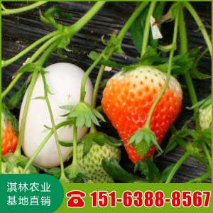 山东草莓苗基地 草莓苗批发 纯种红颜草莓苗价格