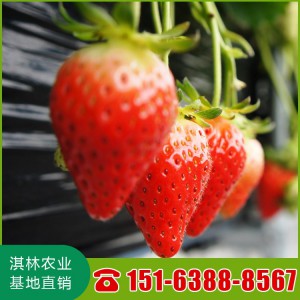泰安草莓苗种植基地直供红颜草莓 法兰地草莓苗 章姬草莓苗 品种齐全 量大从优