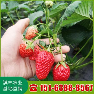 淇林农业基地直供甜宝草莓苗 大棚草莓苗栽植 奶油草莓苗