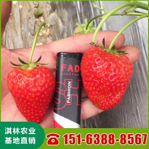 甜查理草莓苗基地批发 草莓苗价格 长期出售草莓苗