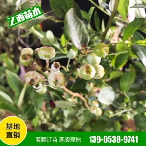 批发蓝莓苗 奥尼尔 薄雾 蓝丰 量大从惠 南北方四季种植果树苗