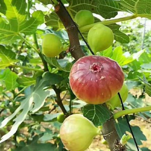 红矮生无花果苗价格 基地无花果苗 种植量大无花果苗 各种品种无花果