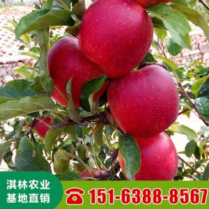 冰糖心苹果树苗 苹果苗种植批发基地 嫁接苹果苗 产量高当年结果