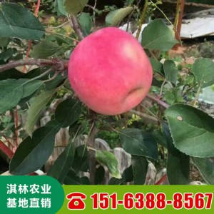 瑞雪苹果苗 3公分5公分早熟品种苹果苗 果大甜度高 大量现货直供
