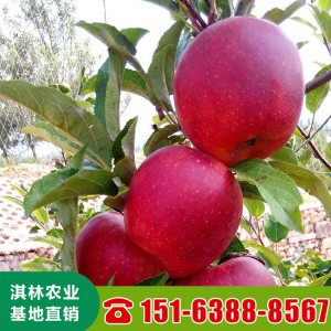 瑞雪苹果苗 3公分5公分早熟品种苹果苗 果大甜度高 大量现货直供