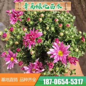 千头菊基地直供 双色盆菊花 各种盆栽菊花大量销售