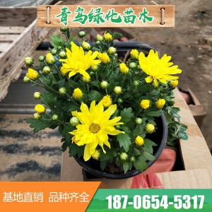 千头菊基地直供 双色盆菊花 各种盆栽菊花大量销售