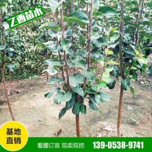 全国梨树苗批发种植基地 鸭梨树苗批发销售 秋月梨树苗批发