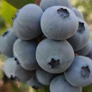 现挖现卖蓝莓苗 基地现挖现卖蓝莓苗 农户直销薄雾蓝莓苗 供应南高丛蓝莓苗