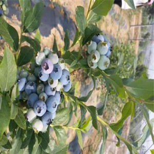 现挖现卖蓝莓苗 基地现挖现卖蓝莓苗 农户直销薄雾蓝莓苗 供应南高丛蓝莓苗