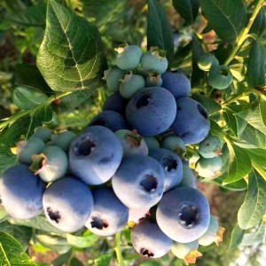 蓝莓苗抗寒能力强 信誉好山东蓝莓苗 可地栽盆栽蓝莓苗 都克蓝莓苗批发