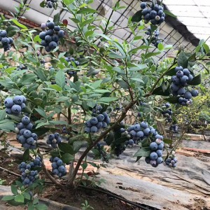 蓝莓苗抗寒能力强 信誉好山东蓝莓苗 可地栽盆栽蓝莓苗 都克蓝莓苗批发