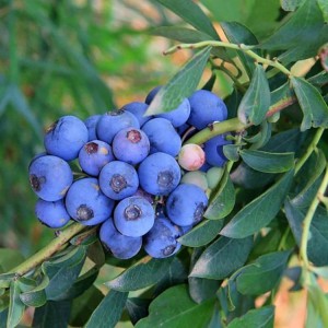 直销蓝莓树苗 基地供应布里吉塔蓝莓苗 品种蓝莓树苗 果肉饱满蓝莓苗