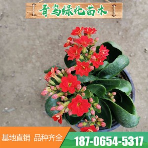 青州花卉基地直供长寿花 长寿花盆栽苗 颜色多样