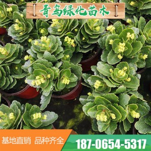 青州花卉基地直供长寿花 长寿花盆栽苗 颜色多样