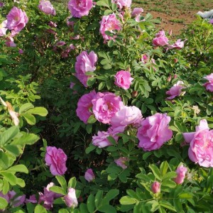 四季玫瑰观光农业专用 四季玫瑰价格 山东四季玫瑰基地