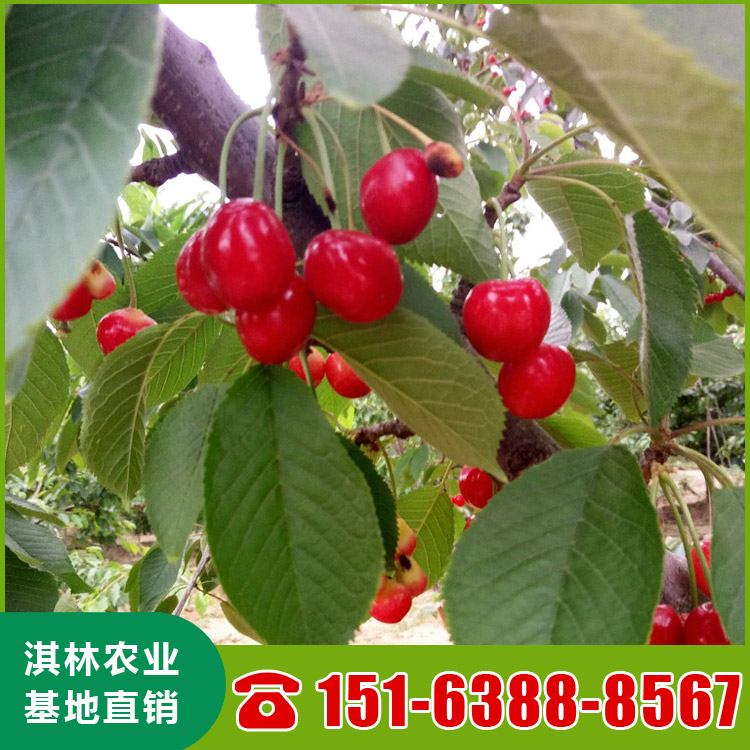 基地直供吉塞拉樱桃苗 泰安樱桃苗种植 根系发达 量大优惠