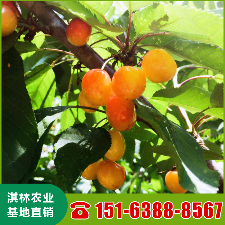 基地直供大樱桃树 吉塞拉矮化鲁樱3号樱桃苗 根系发达 量大优惠