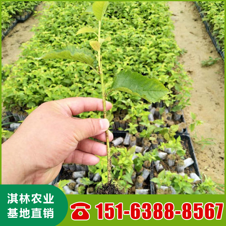 基地直供吉塞拉樱桃苗 南北方种植盆栽地栽水果树 根系发达 量大优惠