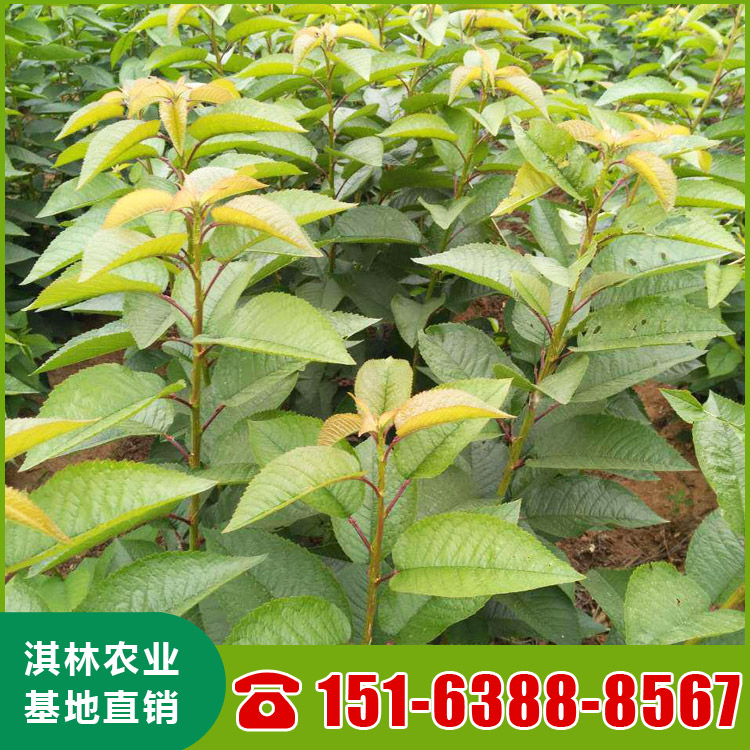 基地直供大樱桃树 泰安樱桃苗种植 根系发达 量大优惠