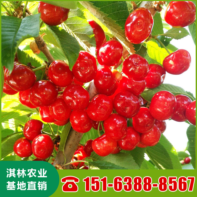 基地直供布鲁克斯樱桃苗 吉塞拉矮化鲁樱3号樱桃苗 根系发达 量大优惠