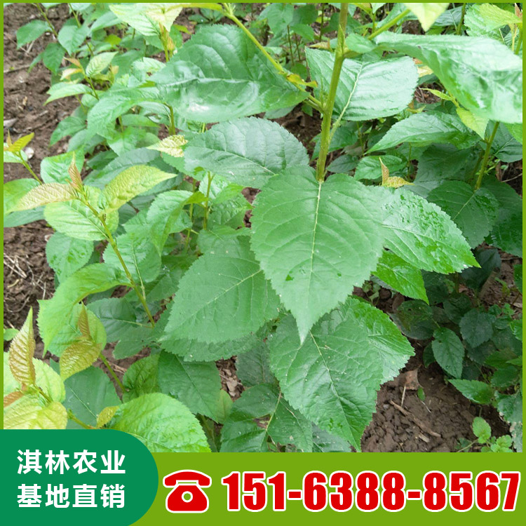 基地直供大樱桃树 吉塞拉矮化鲁樱3号樱桃苗 根系发达 量大优惠