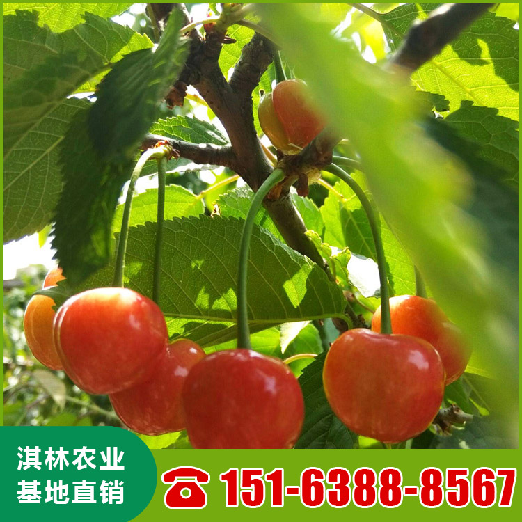 基地直供吉塞拉樱桃苗 南北方种植盆栽地栽水果树 根系发达 量大优惠