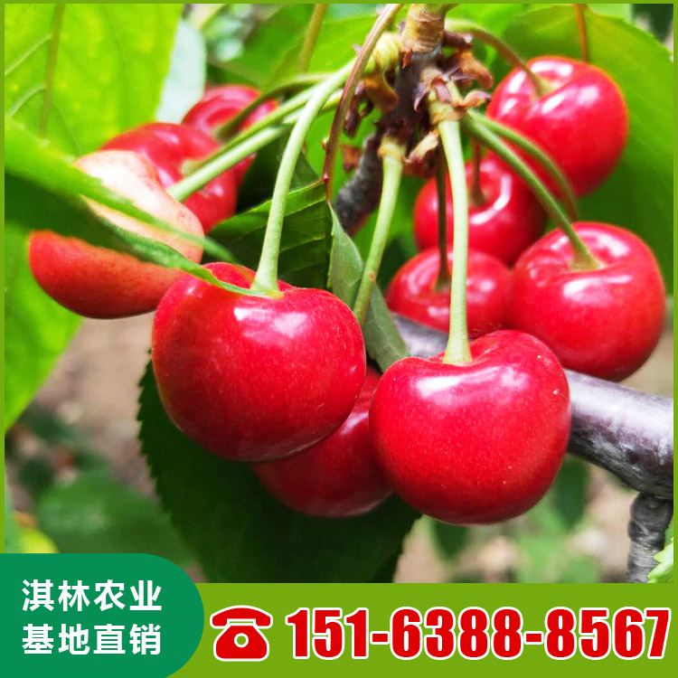 基地直供布鲁克斯樱桃苗 泰安樱桃苗种植 根系发达 量大优惠